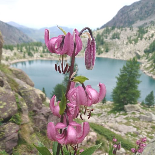 lis martagon fleur de montagne